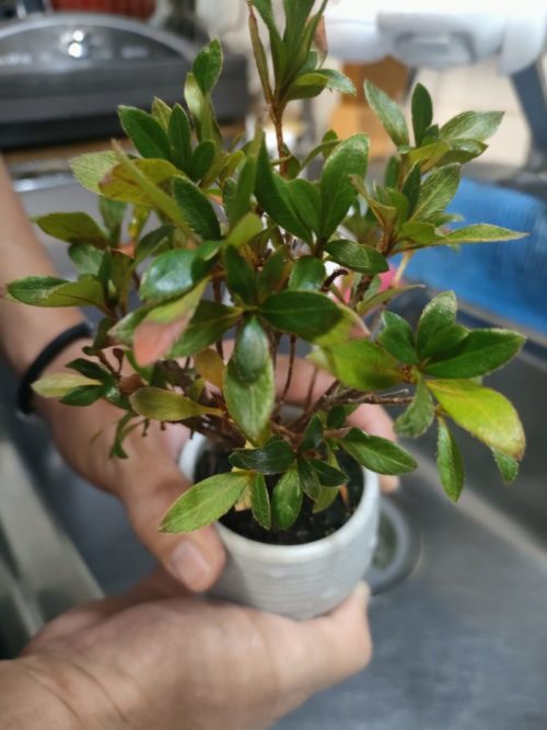 順調に成長しています。