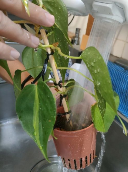 たっぷりのお水をあげる。