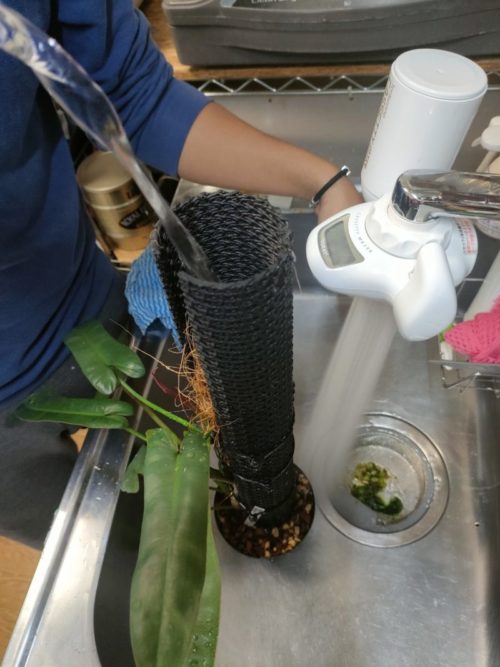 上からも横からもお水を与えましょう。