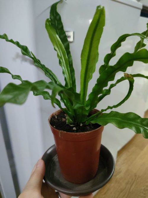 シマオオタニワタリ?