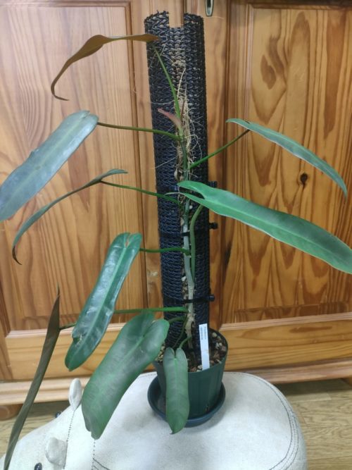 ねこの登り棒・ねこチップ