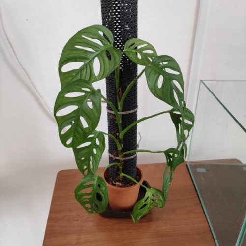 植物とねこチップとねこの登り棒