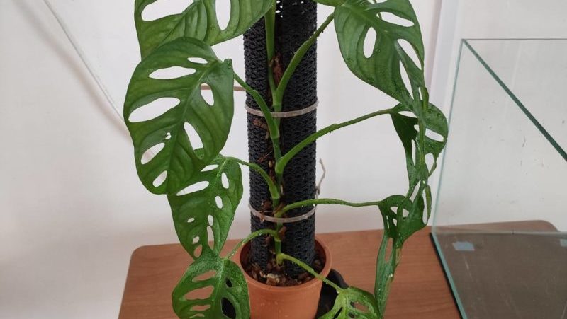 ねこチップとマドカズラ