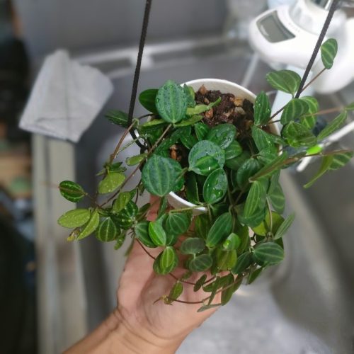 ペペロミア水やり